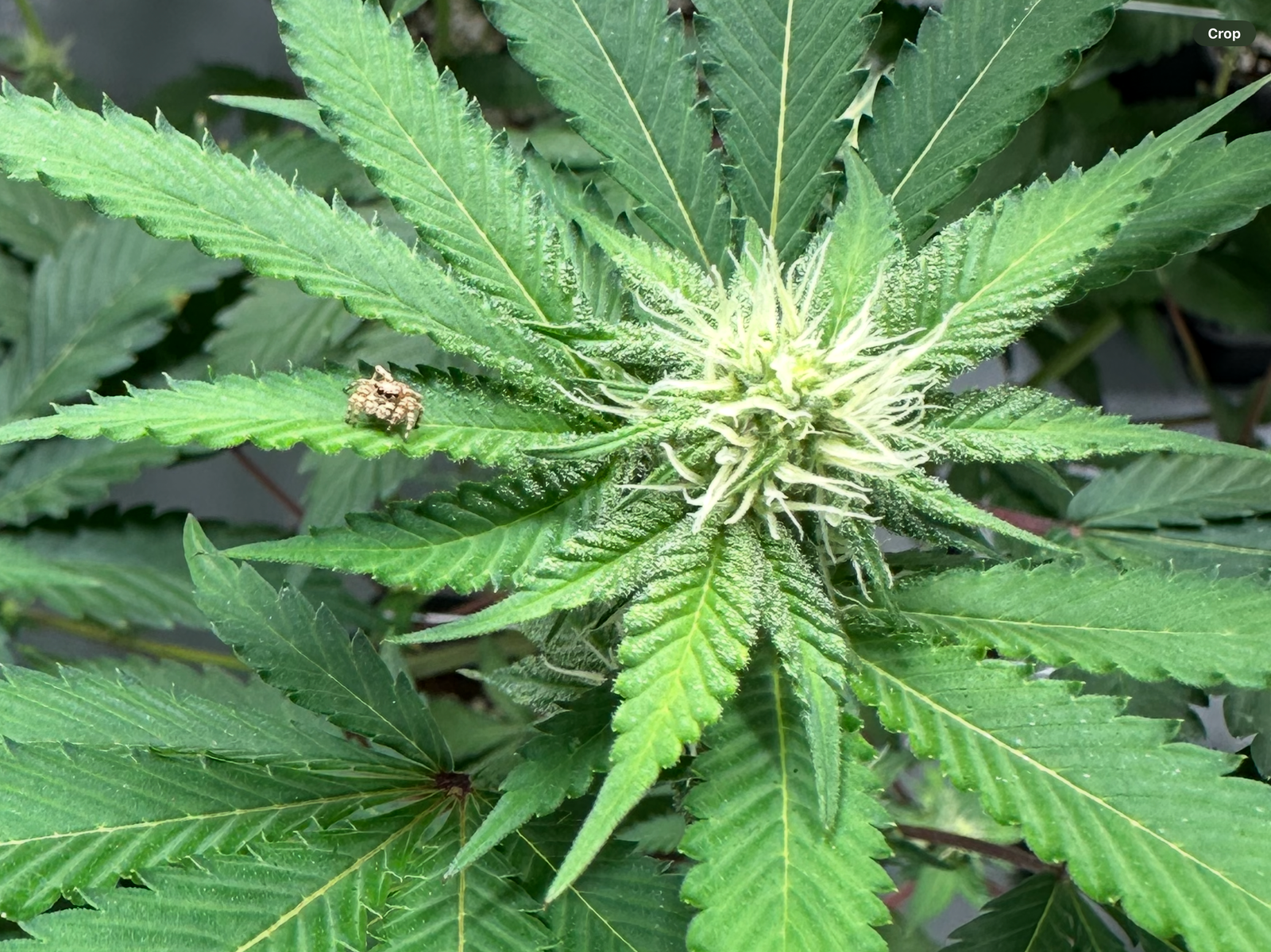 Featured Spider Photo